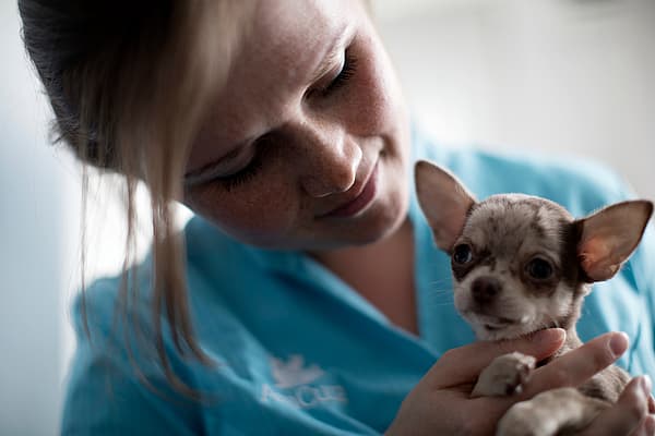 En person, der holder en lille hund.