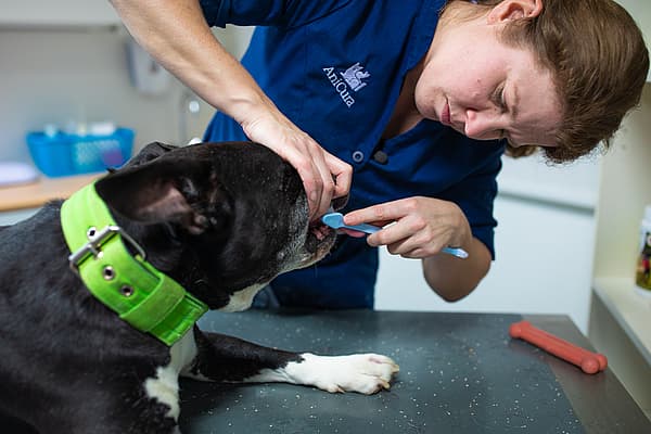 En person, der børster en hunds tænder.
