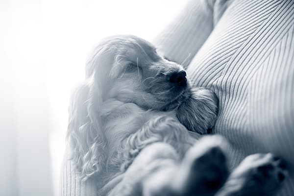 En hund, der ligger på en sofa.