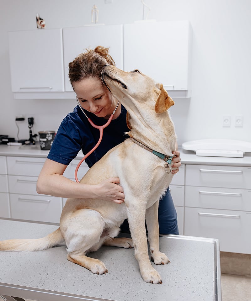 En person med et stetoskop på en hund.