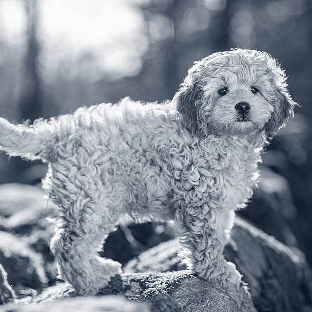 En hund, der står på en sten.