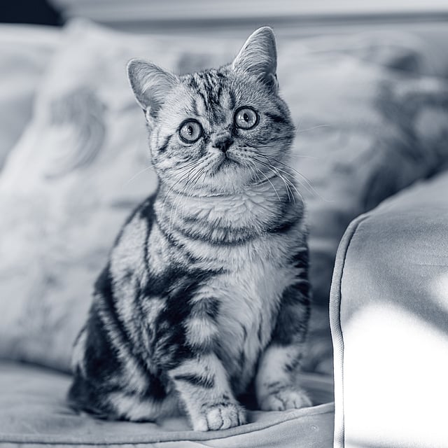 En kat, der sidder på en sofa.