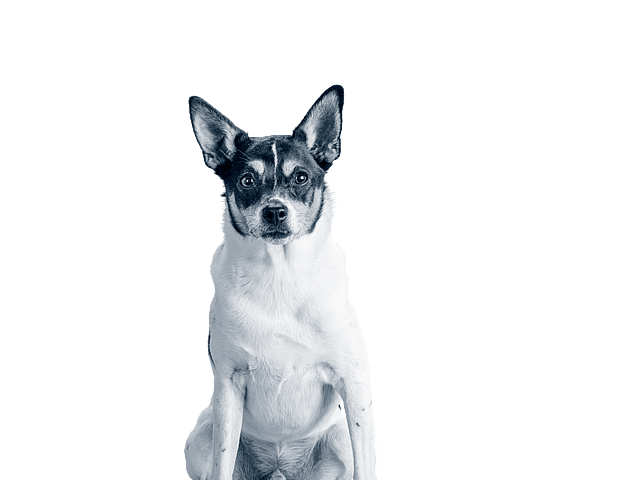En hund, der sidder og kigger ind i kameraet.