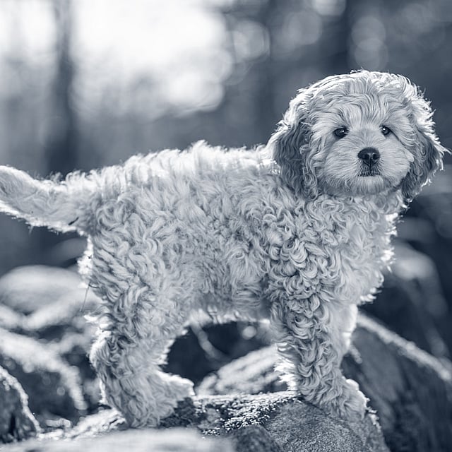 En hund, der står på en sten.