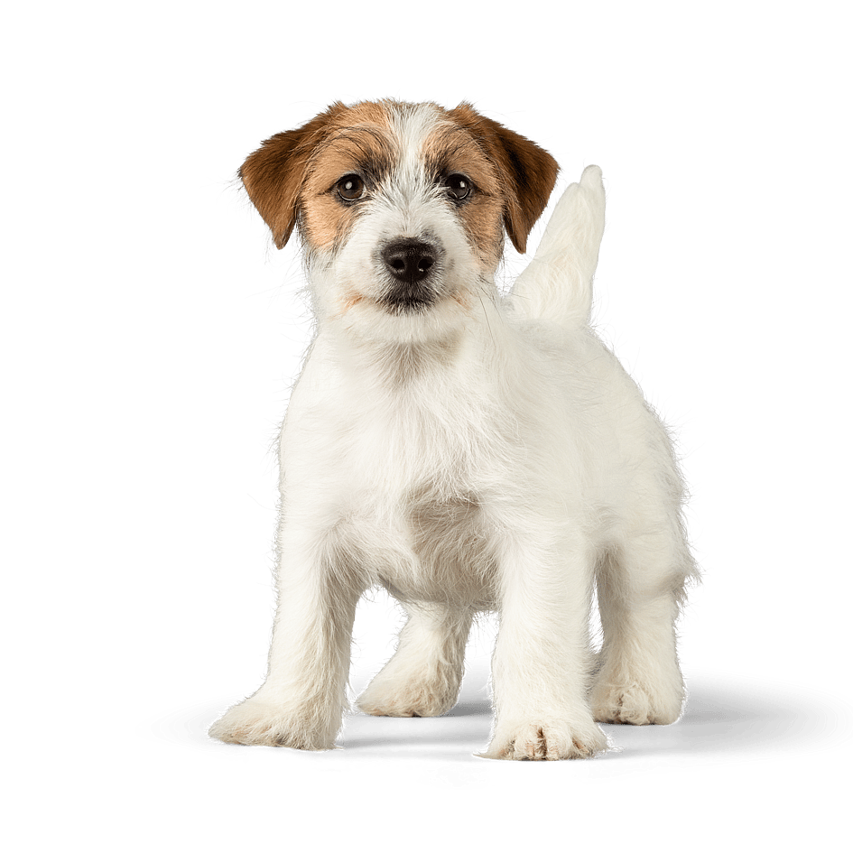 En hvid og brun hund, der står på en sort baggrund.