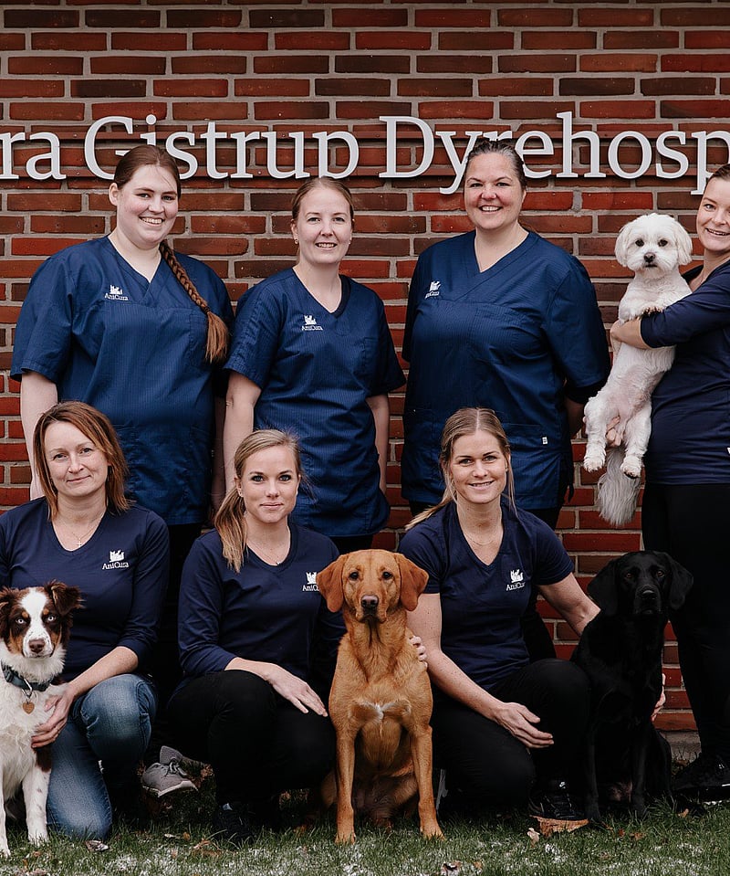 En gruppe kvinder, der poserer til et foto med hunde.
