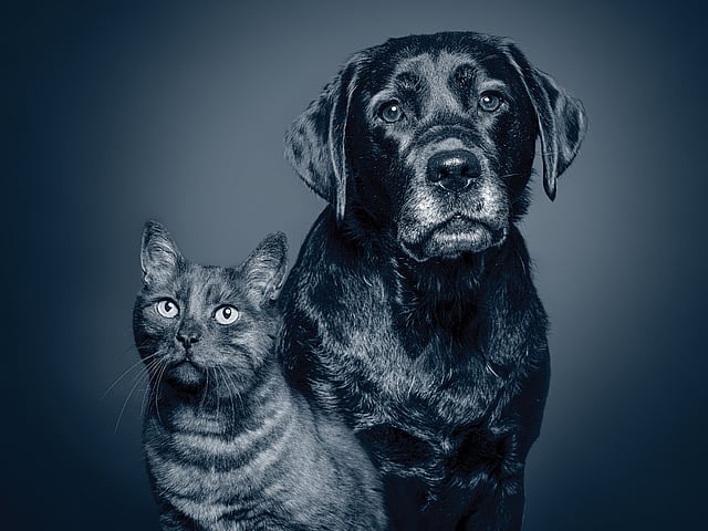En hund og kat, der kigger ind i kameraet.