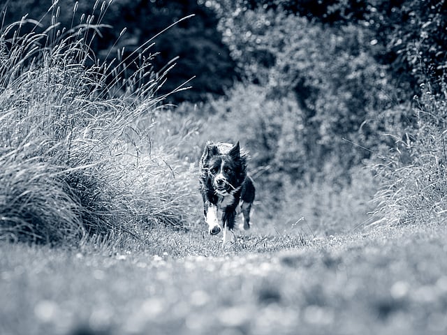 En hund, der løber på en sti.