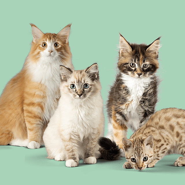 En gruppe katte, der sidder sammen.