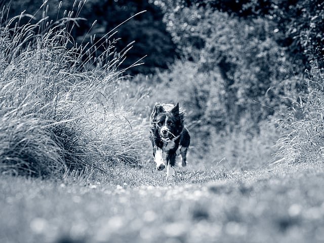 En hund, der løber på en sti.
