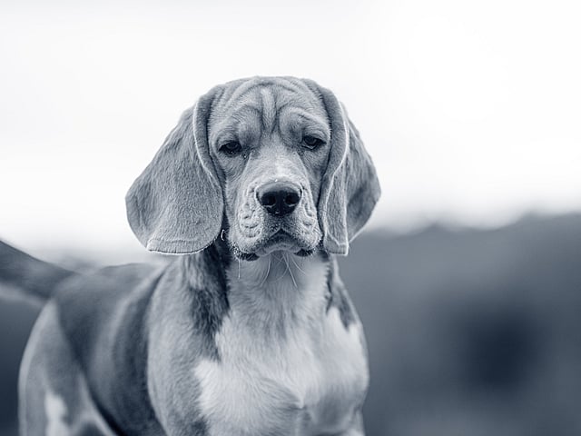 En hund, der kigger ind i kameraet.