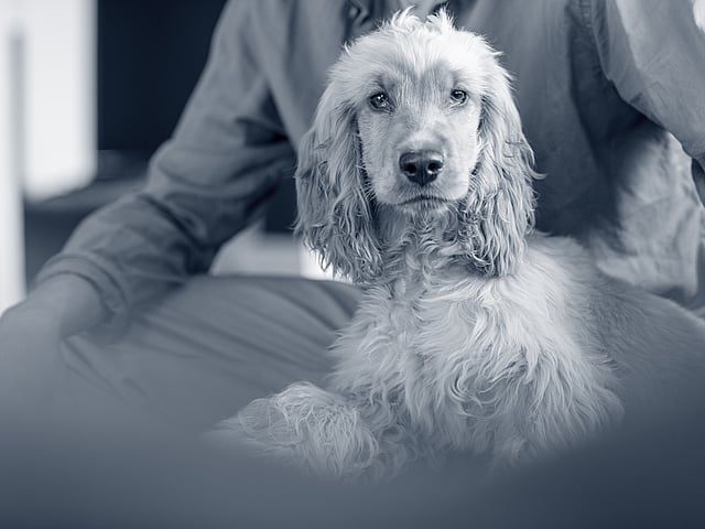 En hund, der sidder på en persons skød.