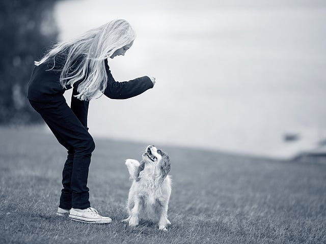 En person, der leger med en hund.