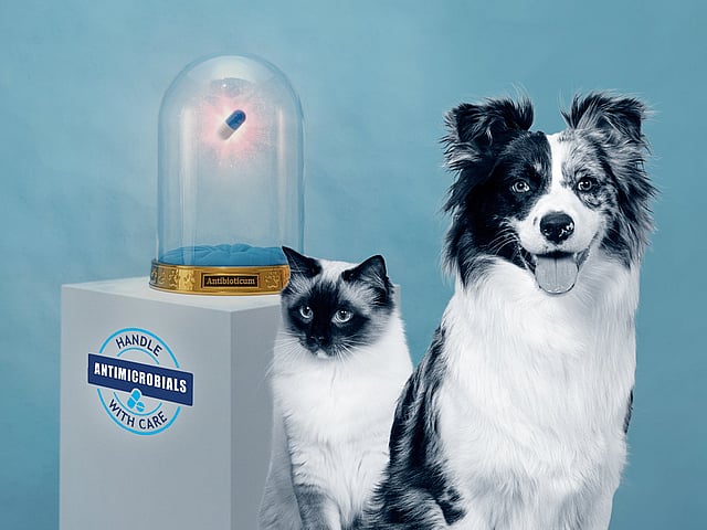 En hund og en kat sidder ved siden af hinanden.