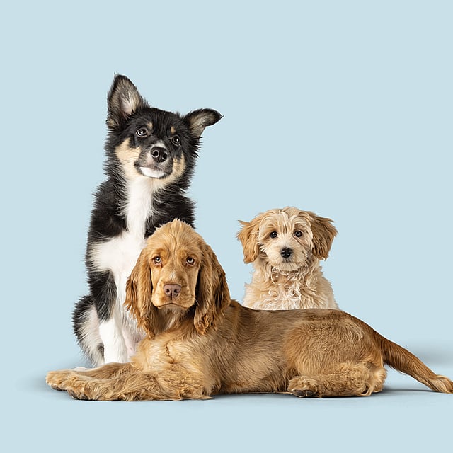 En gruppe hunde, der ligger ned.