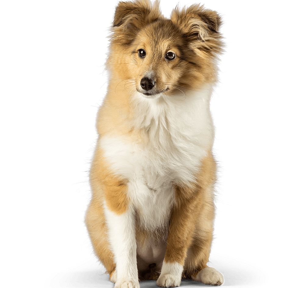 En hund, der sidder på en sort baggrund.