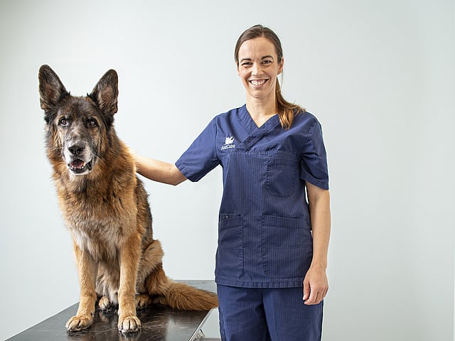 En person i blå scrubs står ved siden af en hund på et bord.