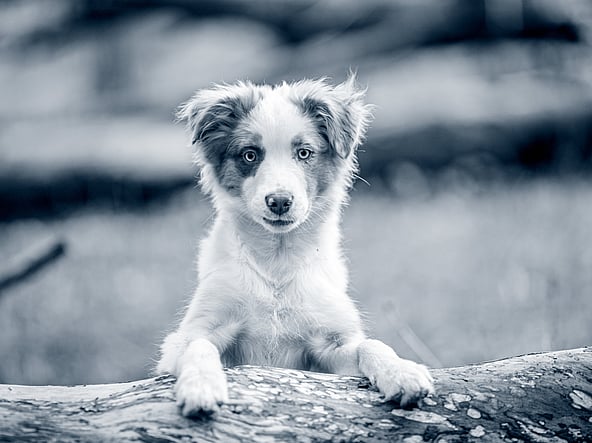 En hund, der står på en træstamme.