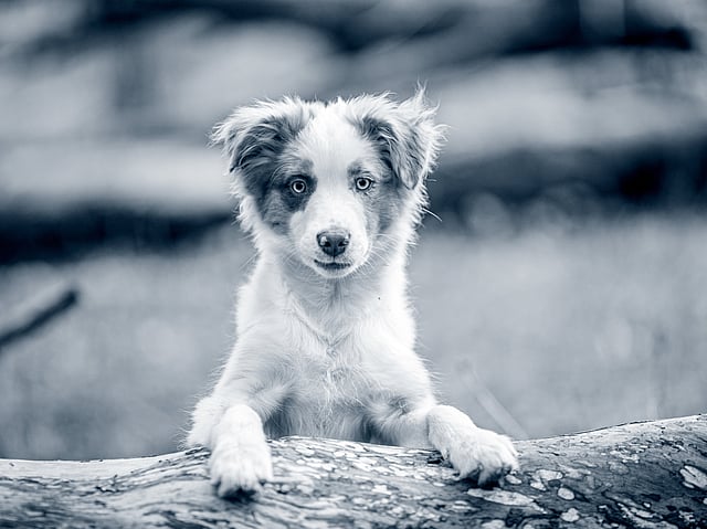 En hund, der står på en træstamme.