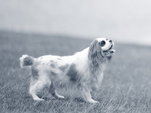 Et barn, der går tur med en hund.
