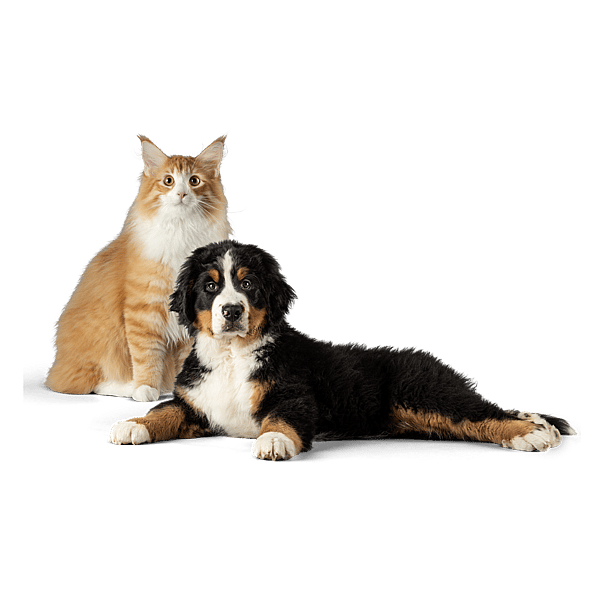 En kat og hund, der kigger ind i kameraet.