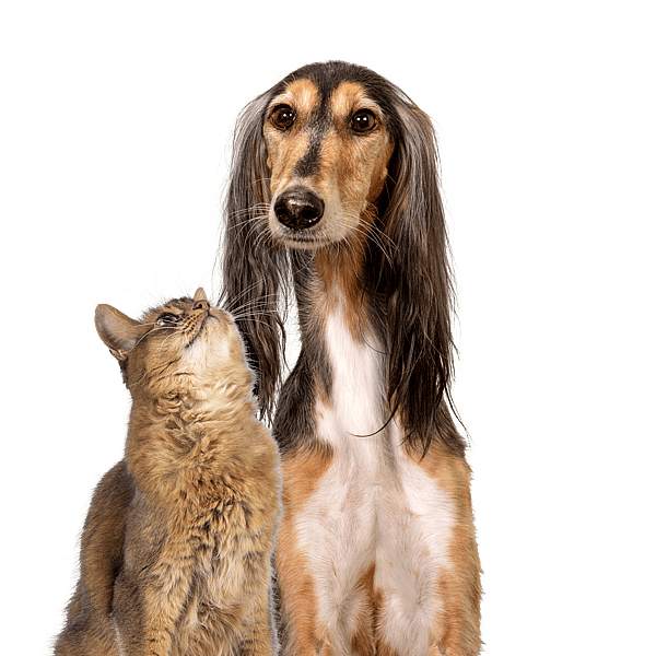 Hund og kat