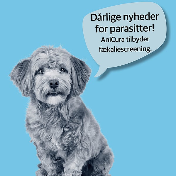 En hund, der sidder på en blå baggrund.