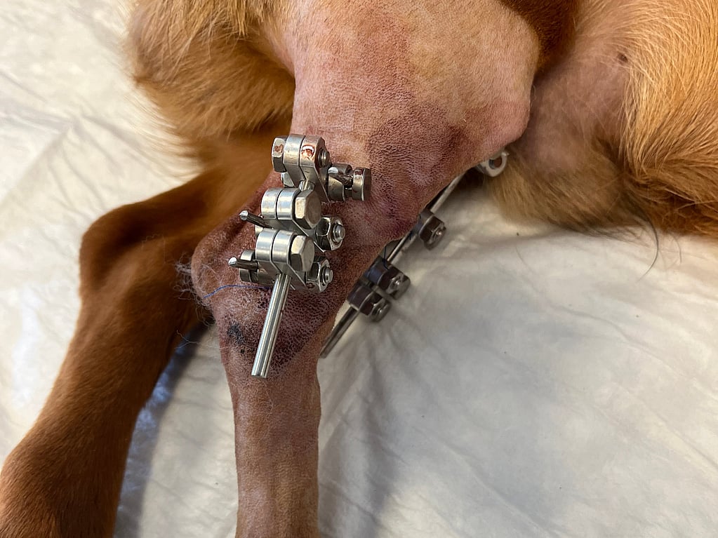 En hund med en metalskrue fastgjort til benet.