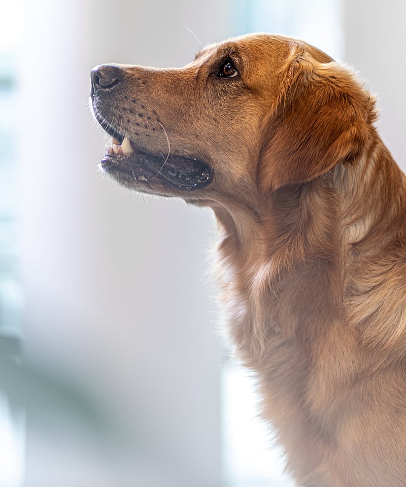 En hund, der kigger op til siden.
