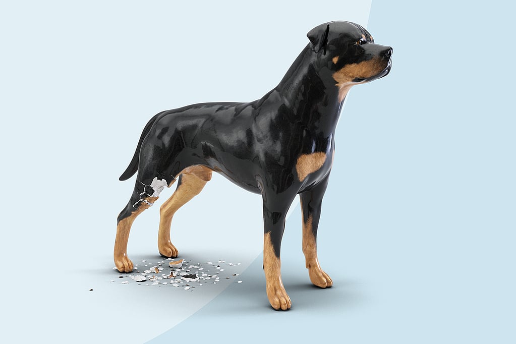 En hund med en brækket pote.