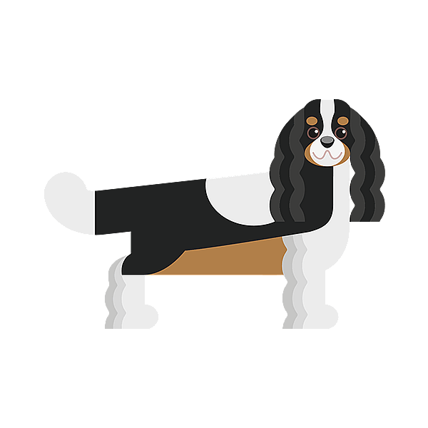 En hund med langt hår.