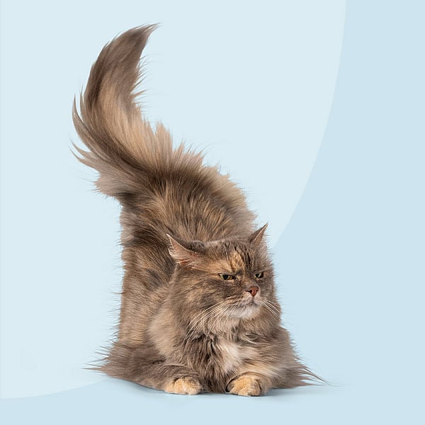 En kat med en fluffy hale.