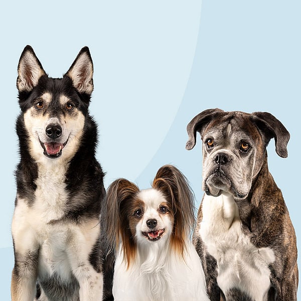 En gruppe hunde, der sidder sammen.