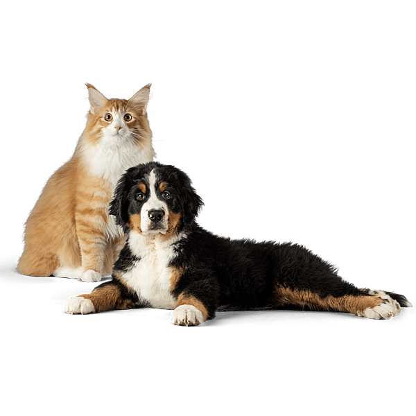 En kat og hund, der kigger ind i kameraet.