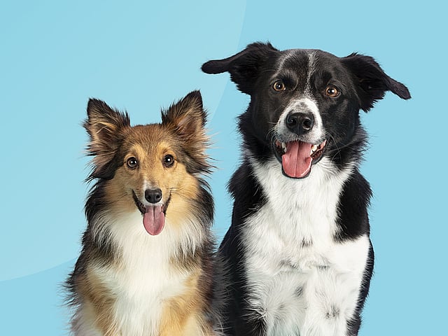 To hunde sidder ved siden af hinanden.