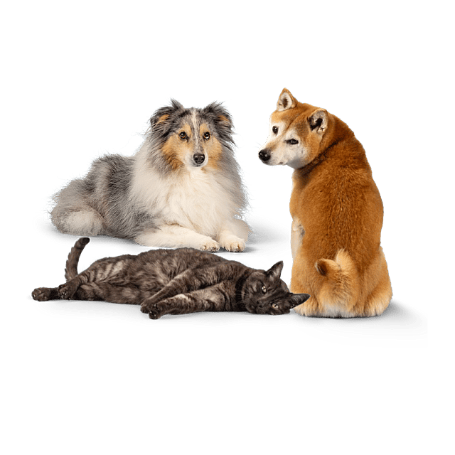 En gruppe hunde og en kat.