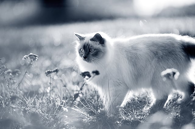 En kat, der står i græsset.