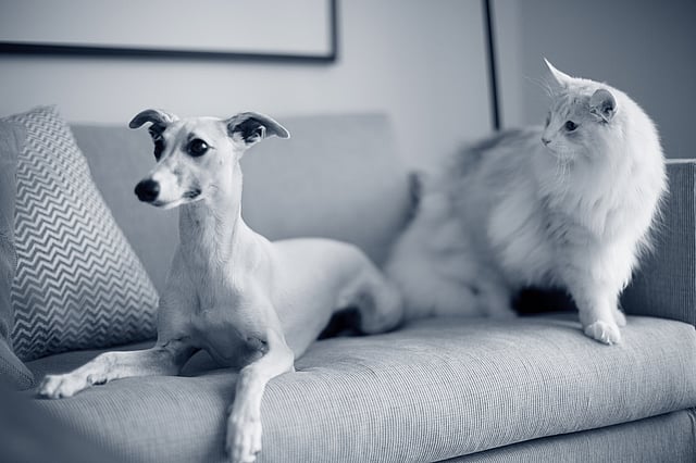 En kat og hund på en sofa.