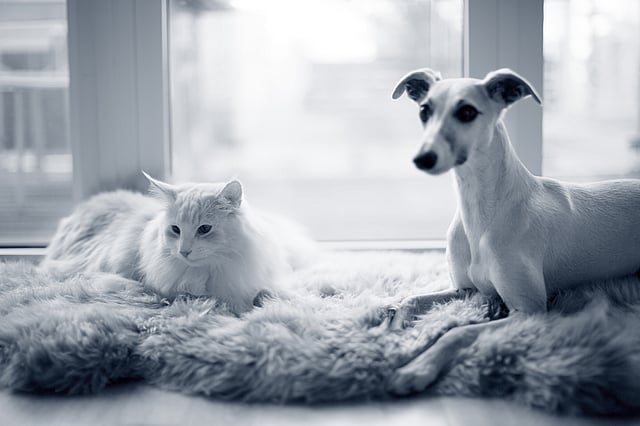 En hund og kat, der ligger på et tæppe.