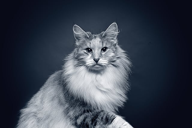 En kat med fluffy hår.