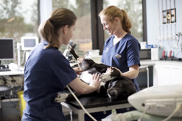 Et par dyrlæger på en dyrlægeklinik.