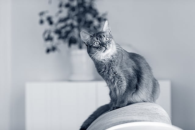 En kat, der sidder på en stol.