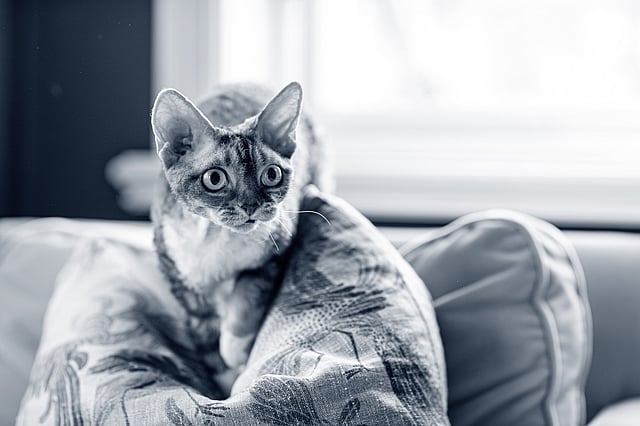 En kat, der sidder på en pude.