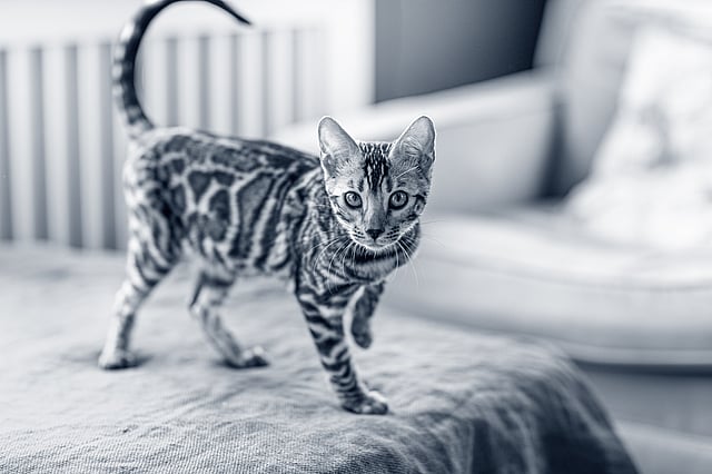 En kat, der står på et tæppe.