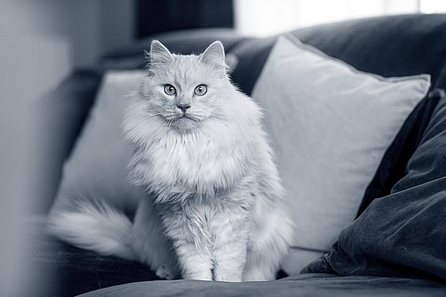En kat, der sidder på en sofa.