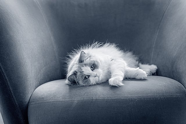 En kat, der ligger på en sofa.