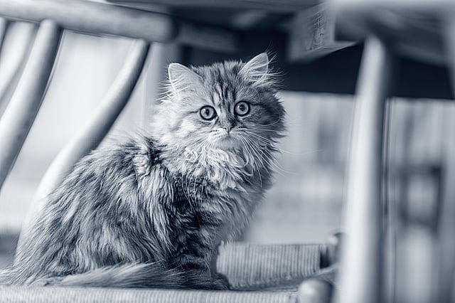 En kat, der sidder på en stol.