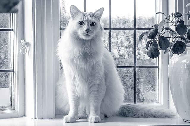 En kat, der sidder foran et vindue.