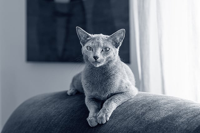 En kat, der ligger på en sofa.
