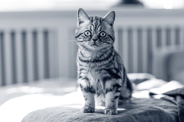 En kat, der sidder på en sofa.